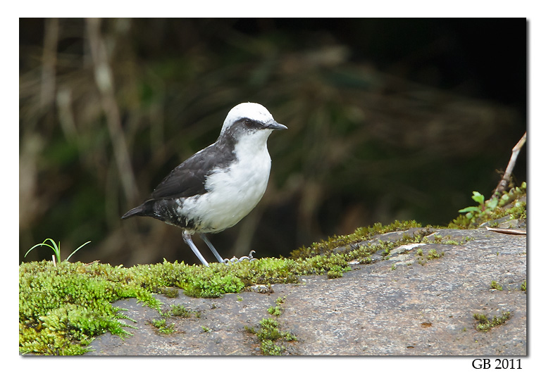WHITE-CAPPED DIPPER